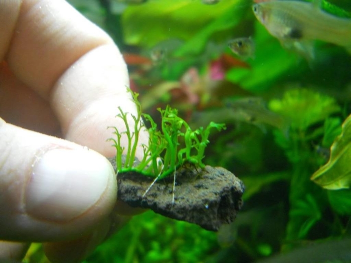 Болбитис аквариумное растение