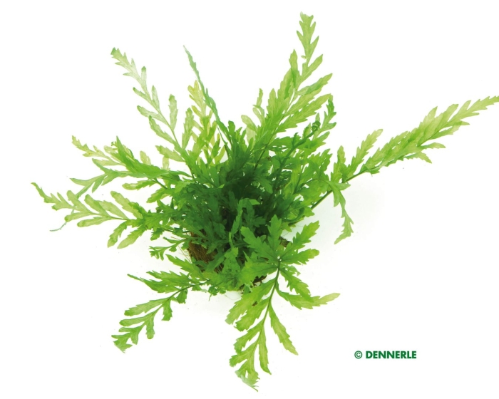 Гигрофила пиннатифида перистонадрезанная