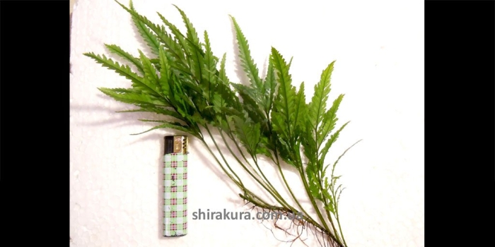 Папоротник болбитис