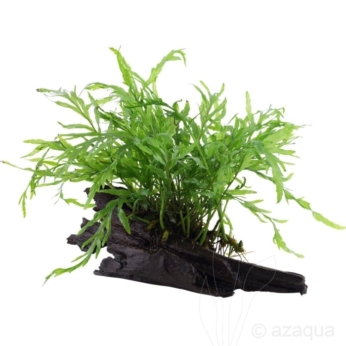 Папоротник таиландский винделова