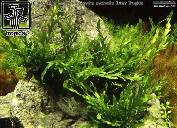 Папоротник винделова аквариумное