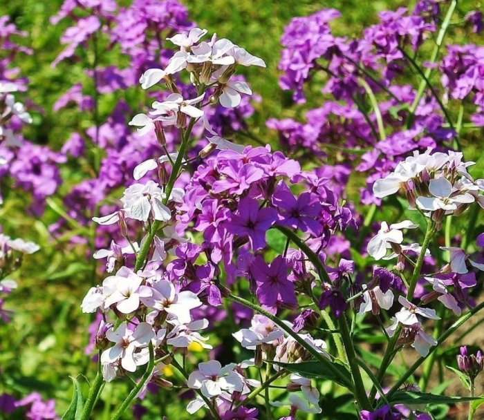 Вечерница матроны гесперис