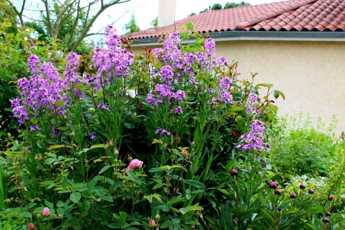 Вечерница матроны