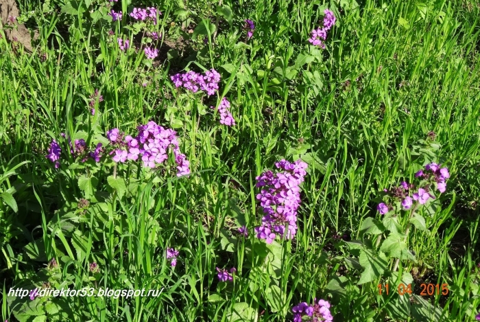 Хесперис вечерница матроны