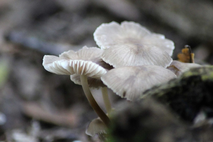 Мицена cyanorrhiza