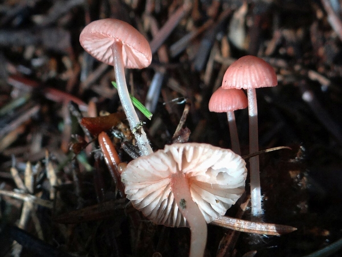 Mycena rosella