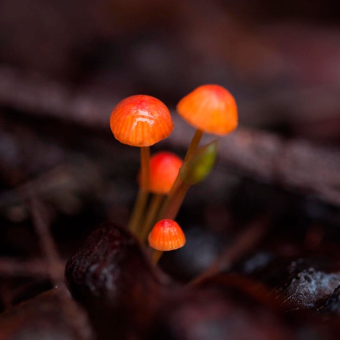 Мицена гриб