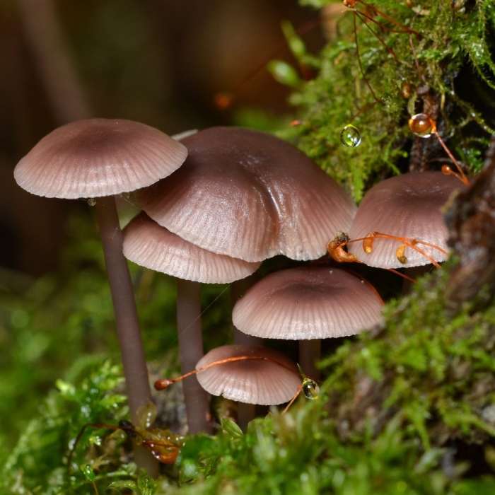 Мицена обыкновенная