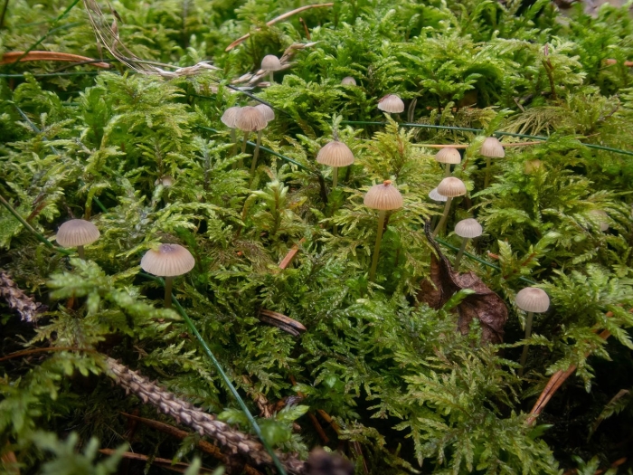 Mycena rubromarginata