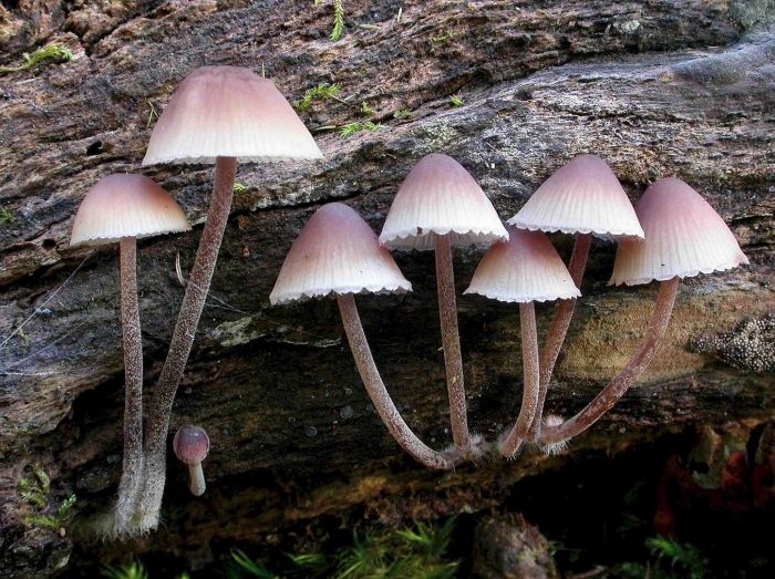 Гриб мицена рене