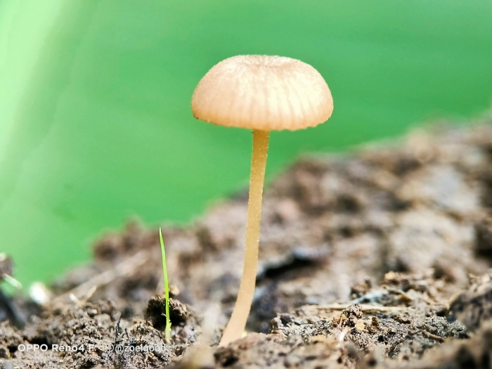 Опенок луговой marasmius oreades