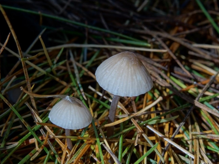 Мицена galopus