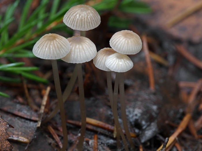 Гриб мицена обыкновенная