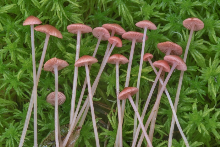 Mycena rosella съедобен