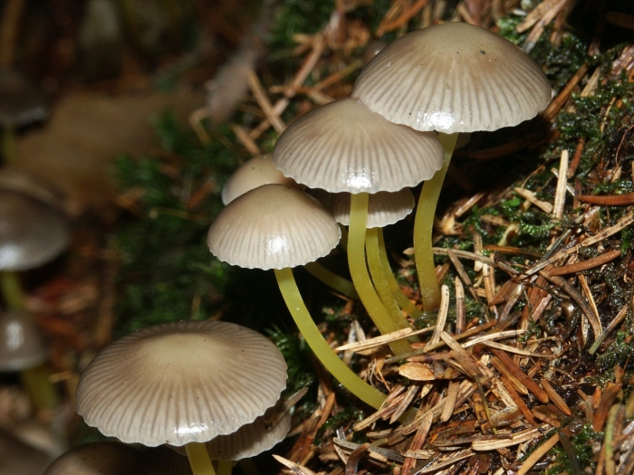 Мицена клейкая (mycena viscosa)мицена