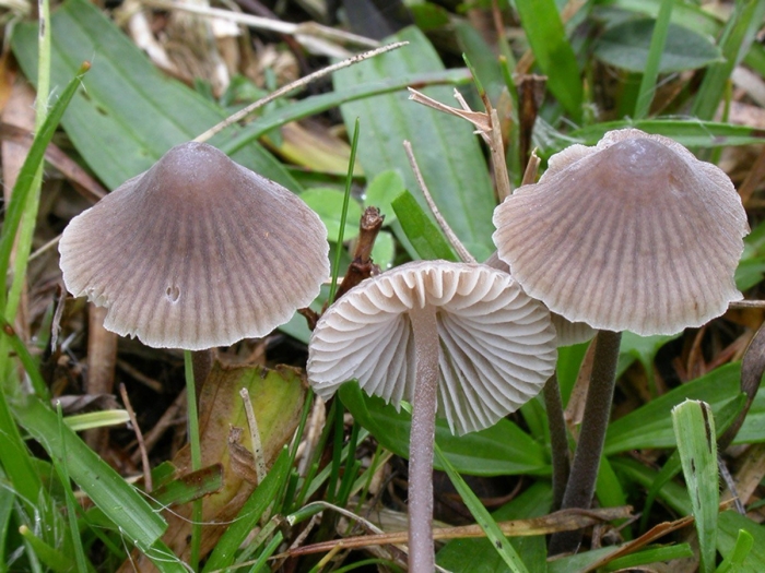 Mycena olivaceomarginata