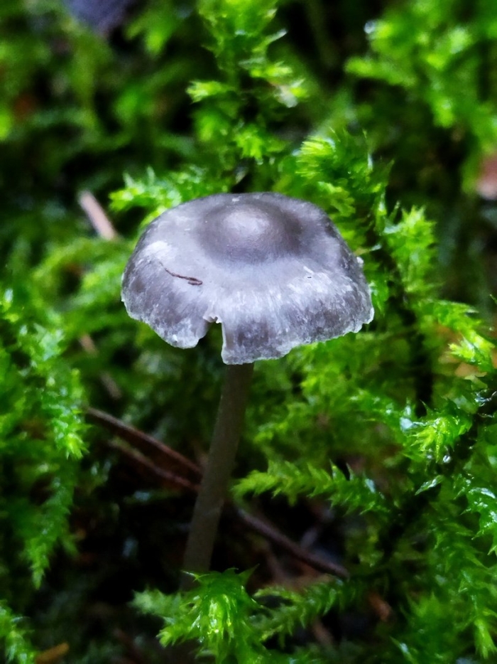 Mycena viscidocruenta