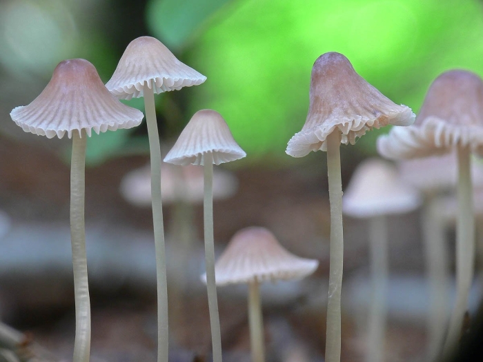Mycena purpureofusca