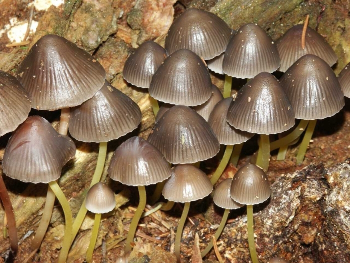 Мицена это псилоцибиновый гриб