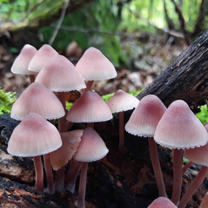 Мицена кровяноножковая