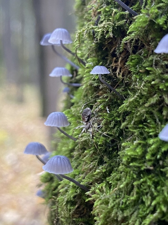 Mycena strobilinoides
