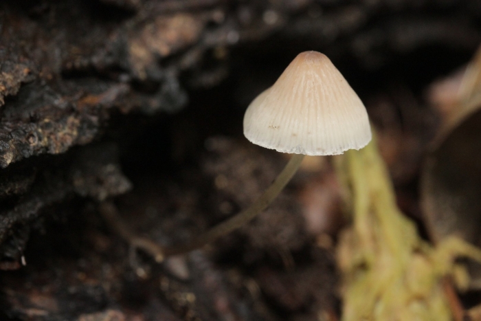 Mycena luxaeterna