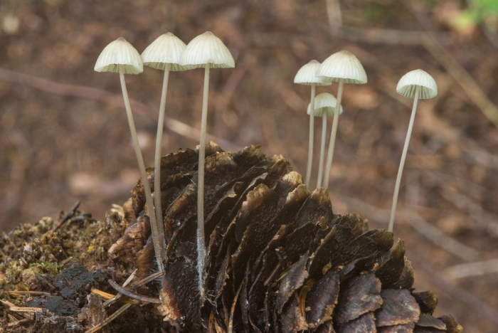 Mycena epipterygia гриб