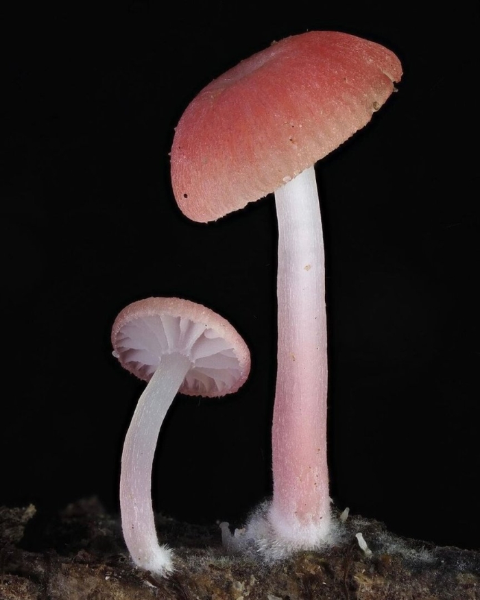 Mycena rosea грибы