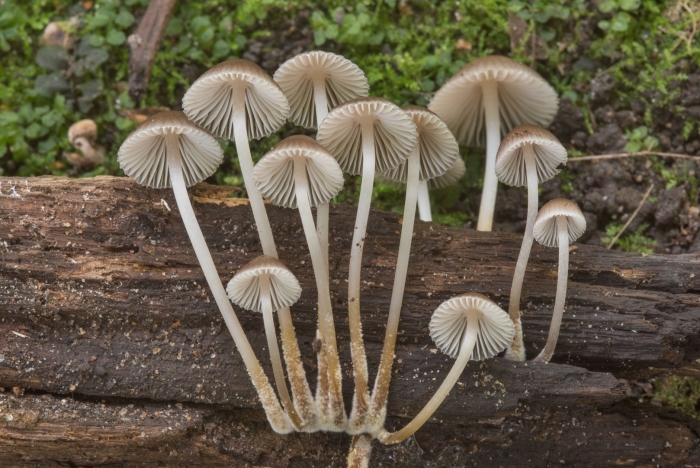 Гриб мицена обыкновенная