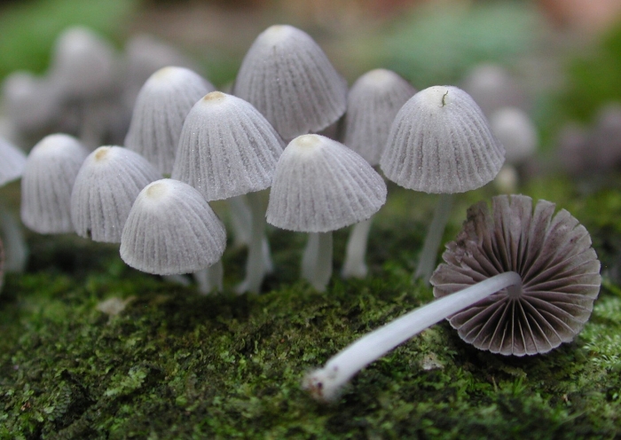 Coprinellus disseminatus грибы