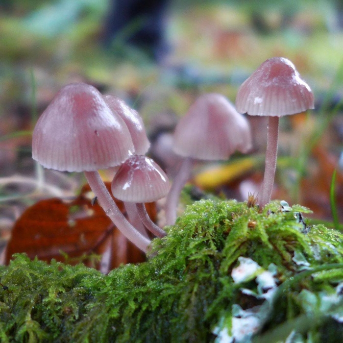 Мицена розовая mycena rosea