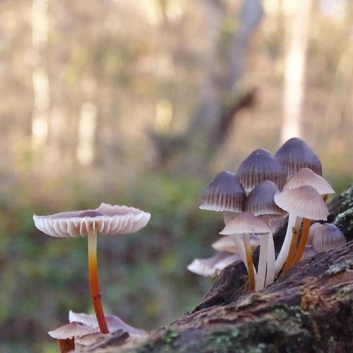 Мицена колпаковидная