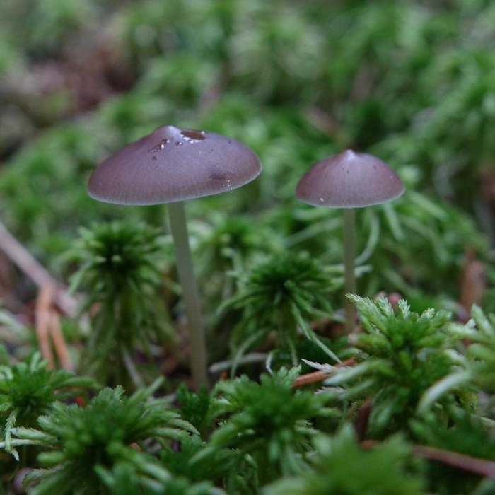 Strobilurus esculentus