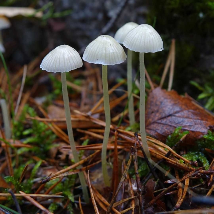 Мицена наклонённая