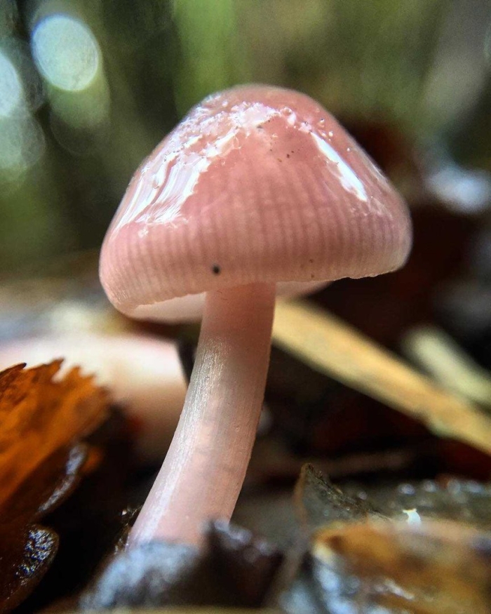 Мицена чистая гриб