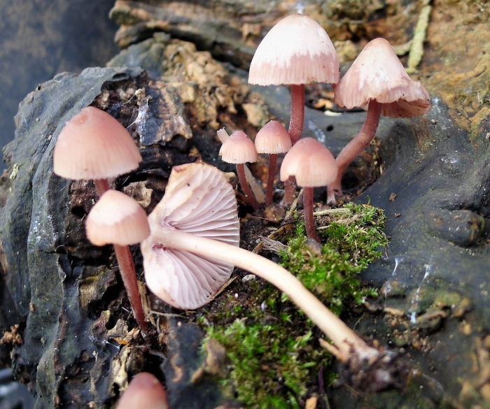 Mycena purpureofusca