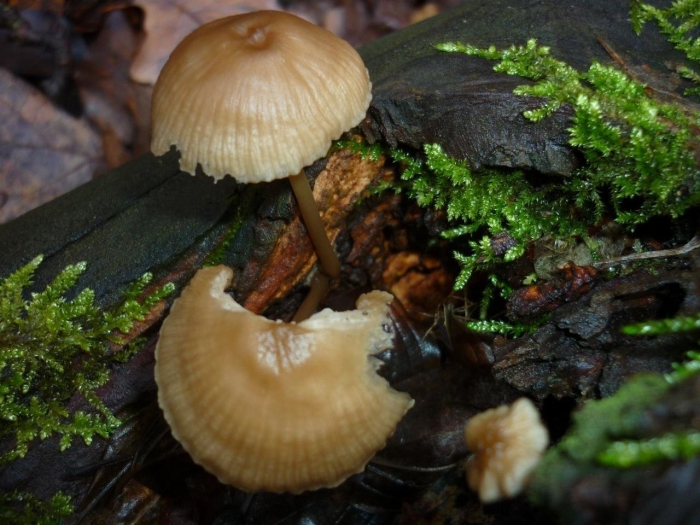 Mycena olivaceomarginata