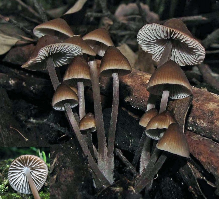 Мицена обыкновенная