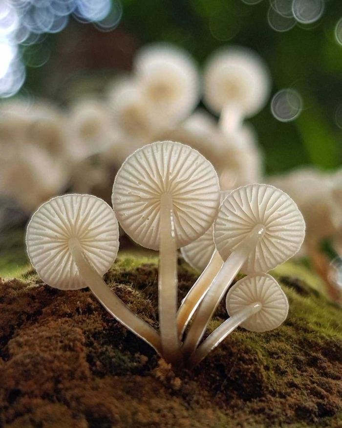 Мицена mycena cyanorrhiza