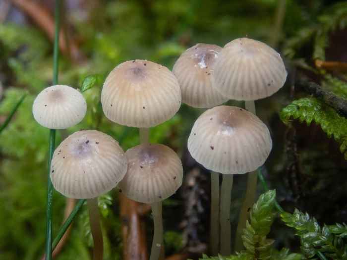 Мицена чистая