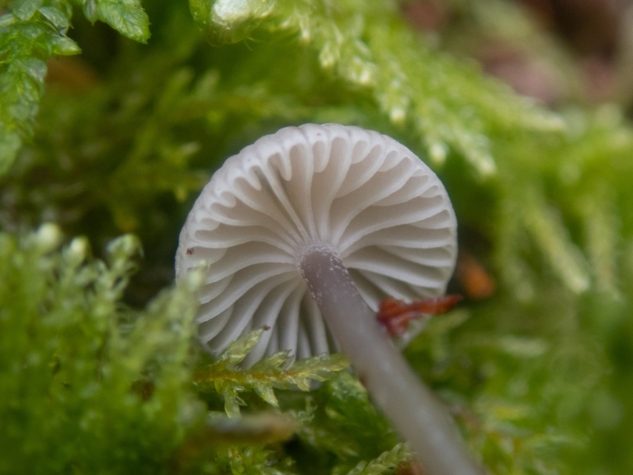 Мицена обыкновенная (mycena vulgaris)