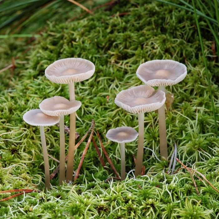 Мицена колпаковидная