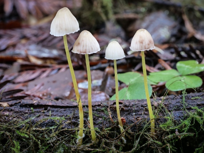 Mycena leptocephala