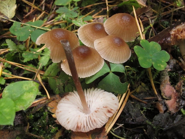 Мицена зефировая