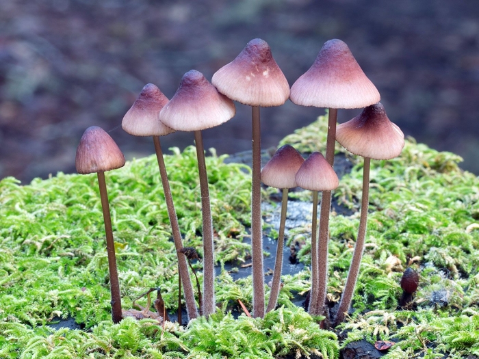 Мицена mycena