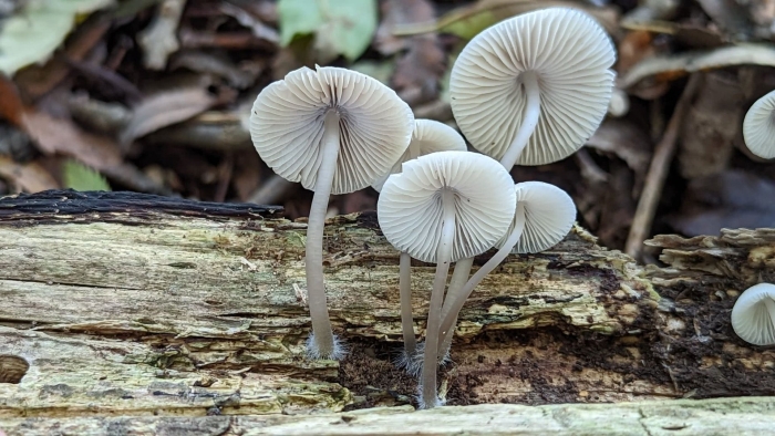 Mycena galericulata