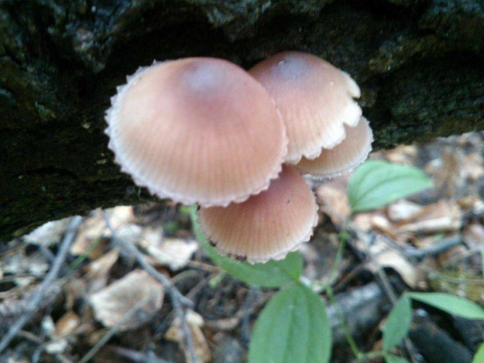 Мицена кровяноножковая