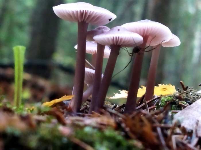 Laccaria amethystina
