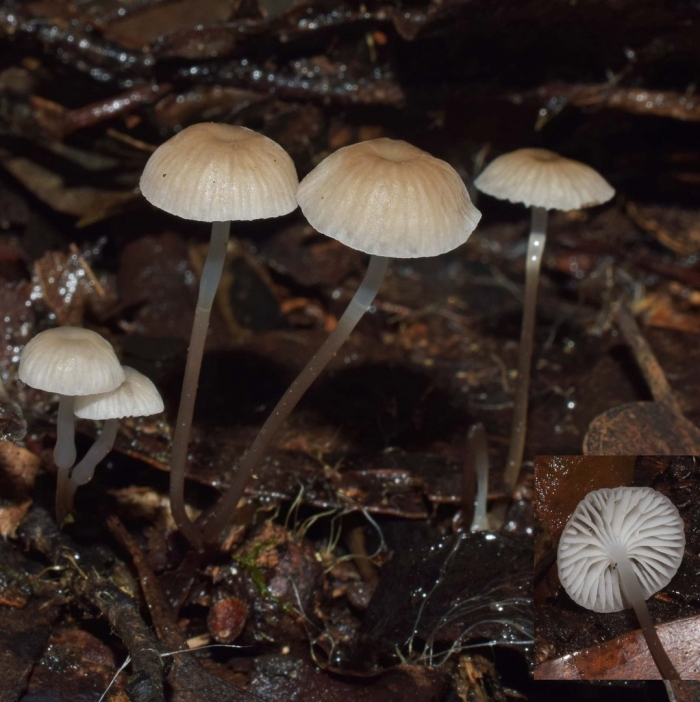Mycena chlorophos