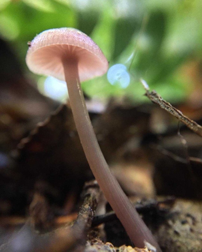 Мицена синеногая